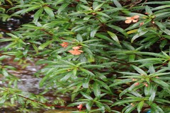 Impatiens verticillata
